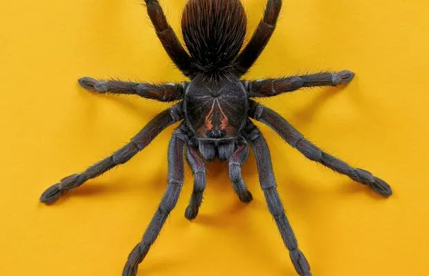 Spider Trickster Anansi Myth