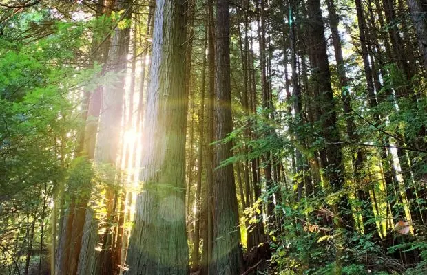 The tale of Two Brothers